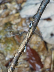 Rhipidolestes nectans