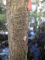Tolype ventriosa