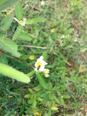 Nannotrigona testaceicornis