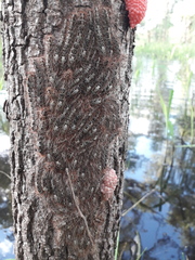 Tolype ventriosa