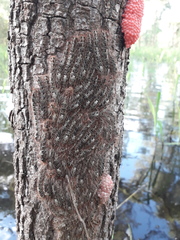 Tolype ventriosa