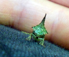 Telamonini