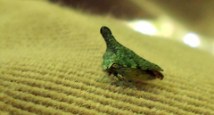 Telamonini