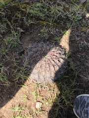 Ferocactus macrodiscus macrodiscus