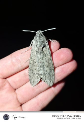 Convolvulus Hawkmoth