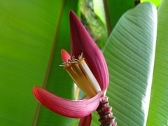 Musa sanguinea