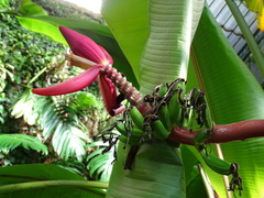 Musa sanguinea