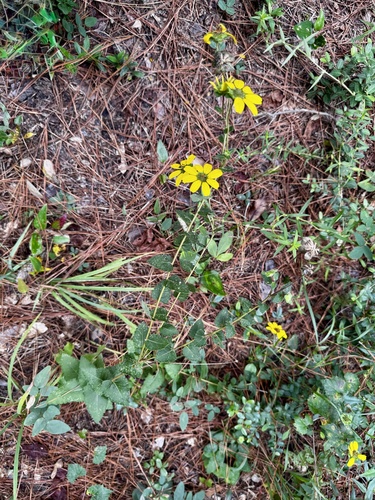 Texas greeneyes (Berlandiera betonicifolia)