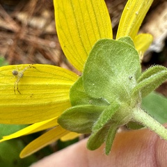 Berlandiera betonicifolia, photograph (c) Laura Clark, some rights reserved (CC BY)