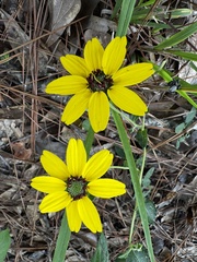Berlandiera betonicifolia, photograph (c) Laura Clark, some rights reserved (CC BY)