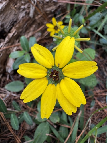 Berlandiera betonicifolia, photograph 4