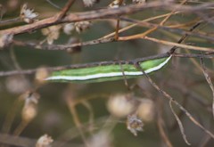 Condicinae
