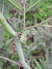 Psilopygida crispula
