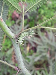 Psilopygida crispula