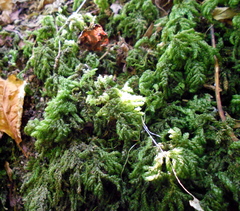 Thamnobryum alleghaniense