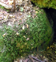 Thamnobryum alleghaniense