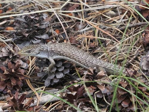 iNaturalist observation photo of Northern Alligator Lizard