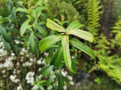 Faujasia salicifolia
