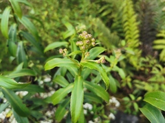 Faujasia salicifolia