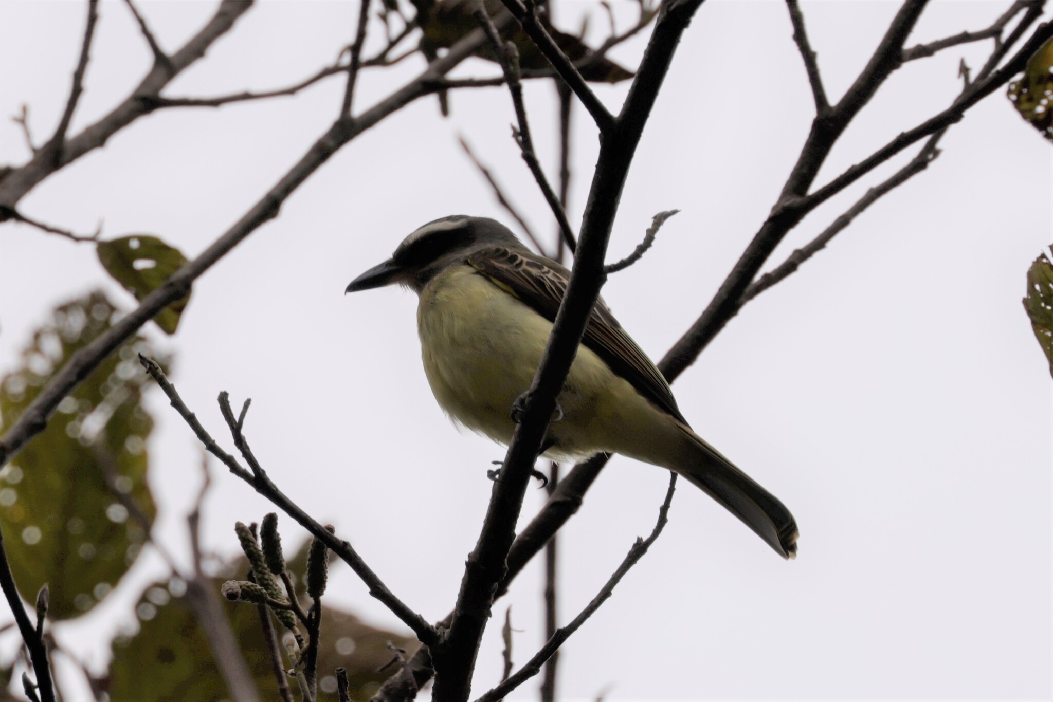 Golden-crowned Flycatcher (Myiodynastes chrysocephalus), photo 5