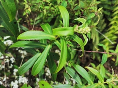 Faujasia salicifolia