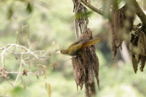 Dusky-green Oropendola (Psarocolius atrovirens), photo 3