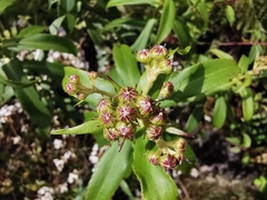Faujasia salicifolia