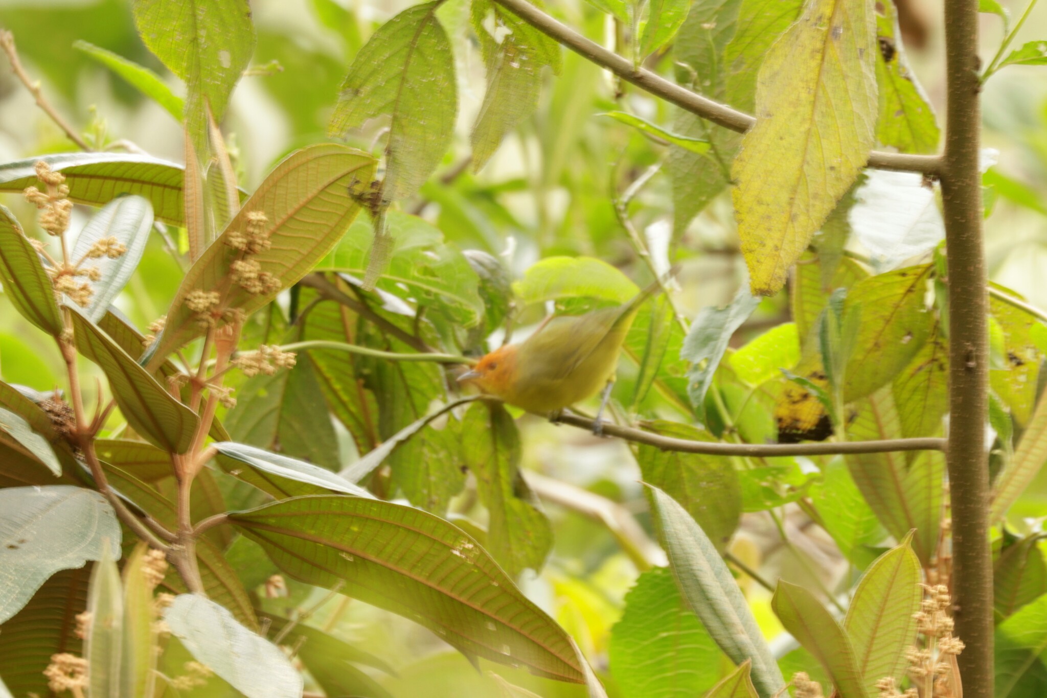 Rust-and-yellow Tanager (Thlypopsis ruficeps), photo 7