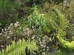 Faujasia salicifolia