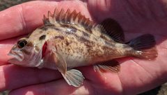 Sebastes auriculatus