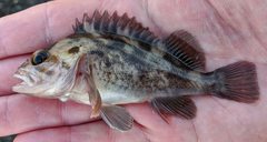 Sebastes auriculatus