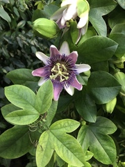 Passiflora alata × caerulea