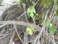 Vitis berlandieri