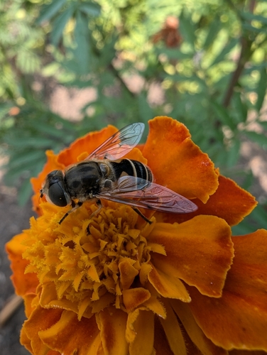 Unknown species found near Springfield, OR 97477, USA