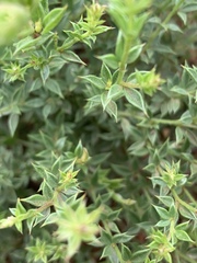 Pearsonia aristata