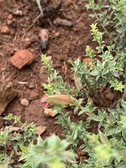Pearsonia aristata