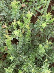Pearsonia aristata