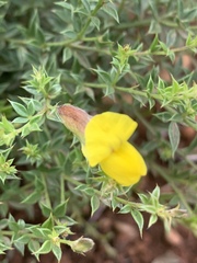 Pearsonia aristata