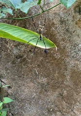 Nephila pilipes