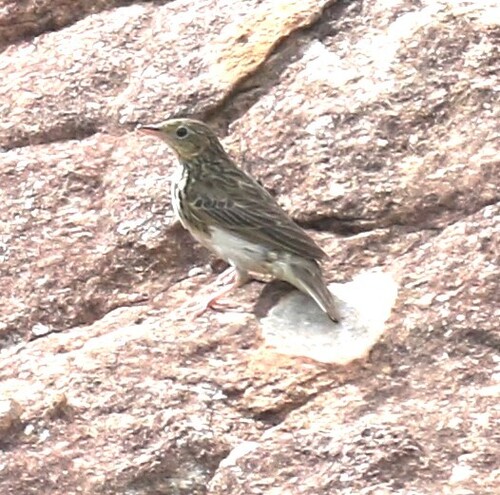 iNaturalist image