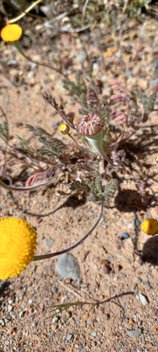Large Buttons (Cotula microglossa)