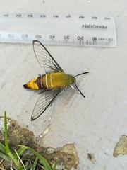 Cephonodes hylas virescens