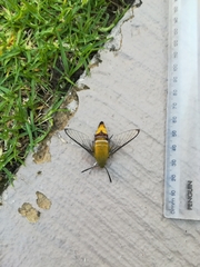 Cephonodes hylas virescens