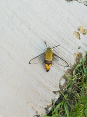 Cephonodes hylas virescens