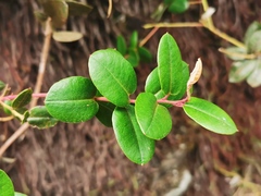Agarista buxifolia