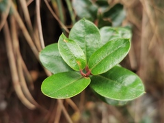 Agarista buxifolia