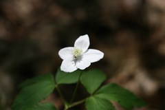 Anemonoides lancifolia