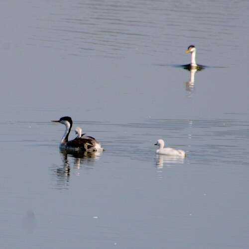 iNaturalist observation photo of Clark's Grebe