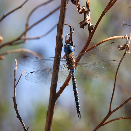 iNaturalist observation photo of Blue-eyed Darner
