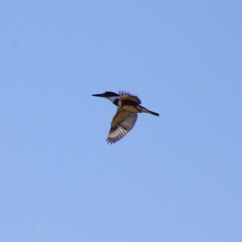 iNaturalist observation photo of Belted Kingfisher